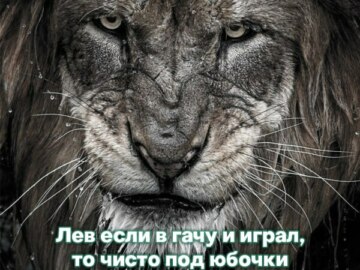 лев если и сосал