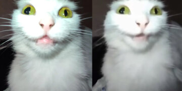 белый кот говорит