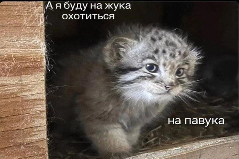 мемы июля 2025