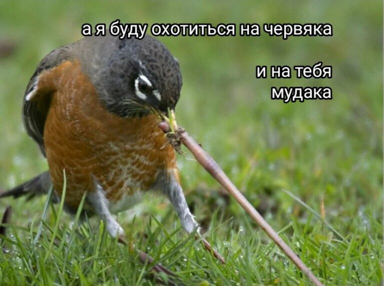 А я буду на жука охотиться на паука