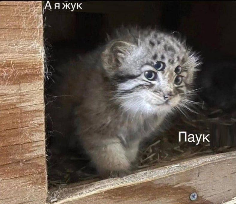 А я буду на жука охотиться на паука