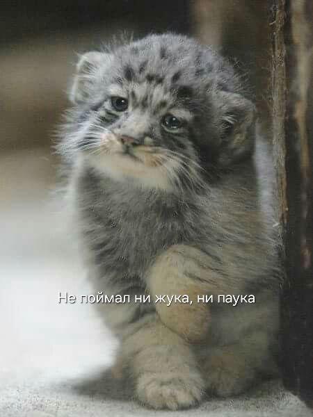 А я буду на жука охотиться на паука