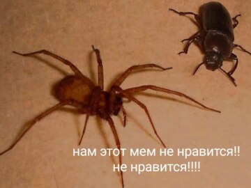 А я буду на жука охотиться на паука