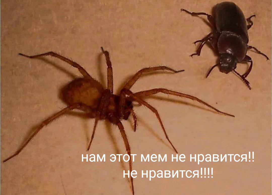 А я буду на жука охотиться на паука