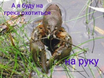 А я буду на жука охотиться на паука