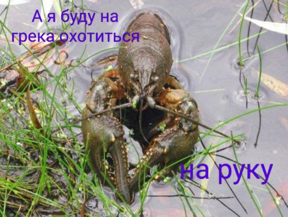 А я буду на жука охотиться на паука