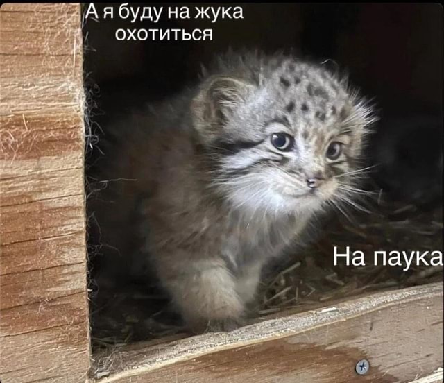 а я буду на жука охотиться
