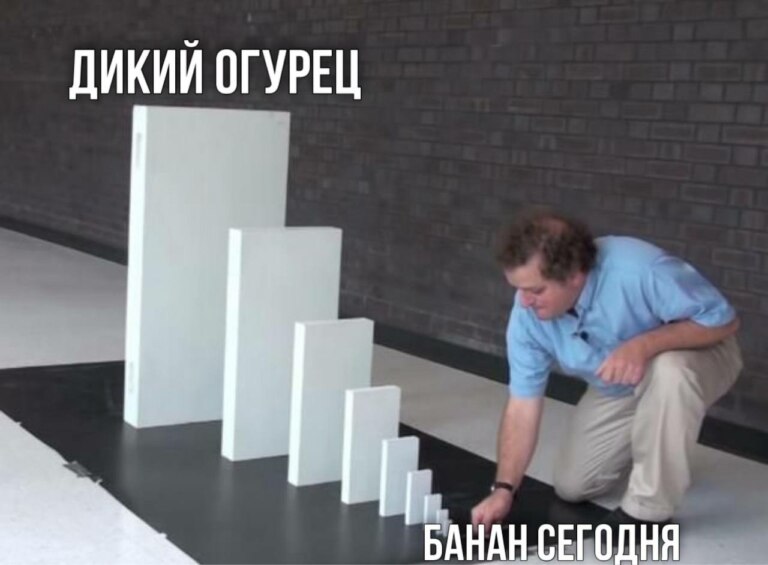 Дикий огурец
