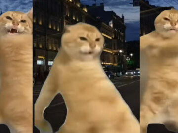 Рыжий кот танцует