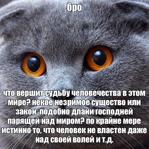 Бро и т.д.