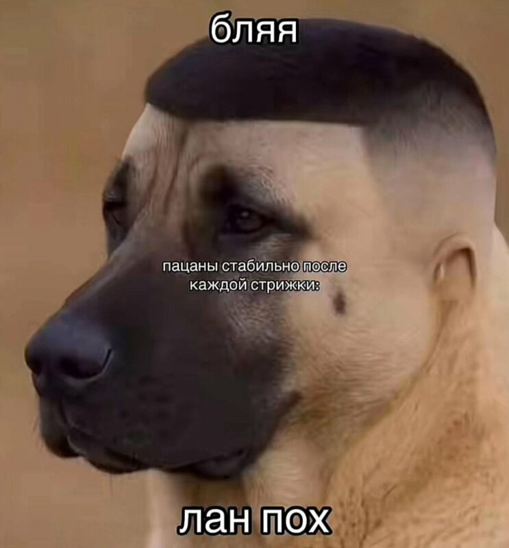 собака с короткой стрижкой