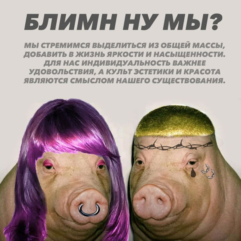 Свинья с короткой стрижкой