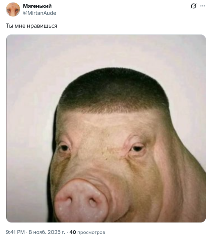 Свинья с короткой стрижкой