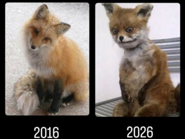 2016 vs 2026