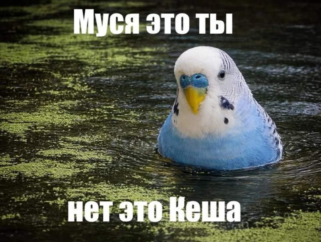 Муся это ты