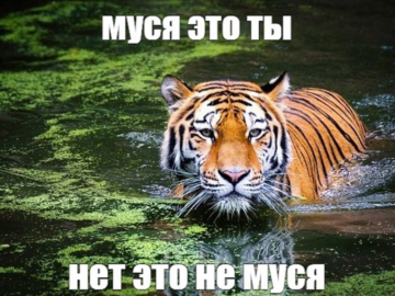 Муся это ты