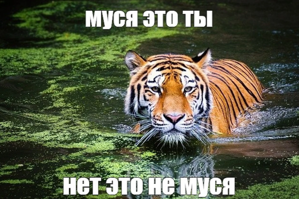 муся это ты