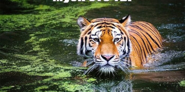 муся это ты