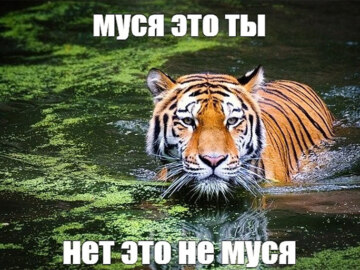 муся это ты