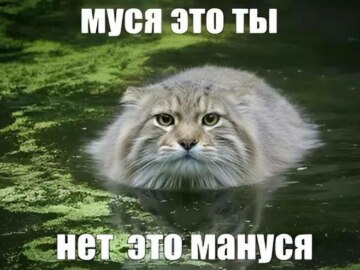 Муся это ты