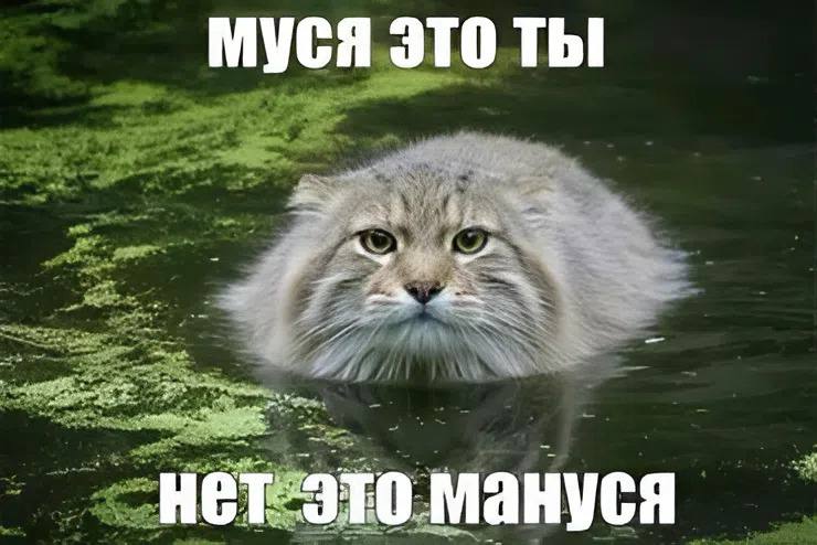 Муся это ты