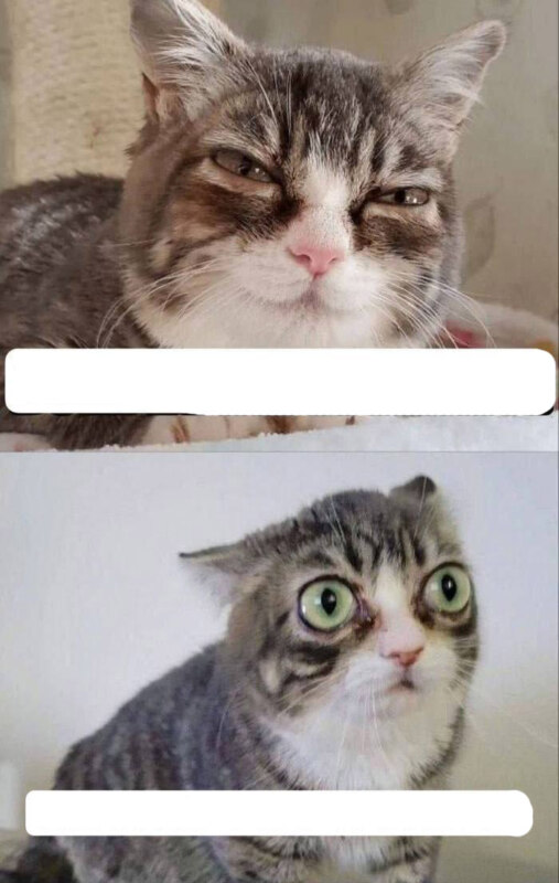 Кошка с выпученными глазами мем