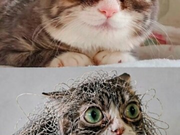 Кошка с выпученными глазами