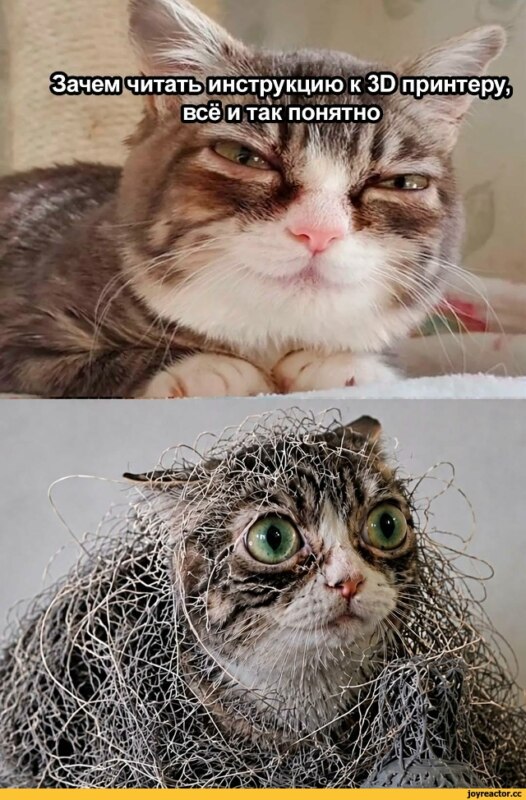 Кошка с выпученными глазами