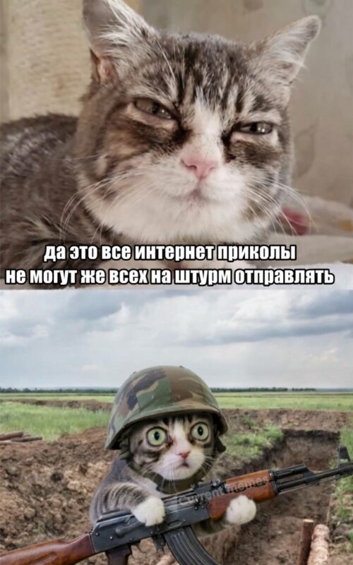 Кошка с выпученными глазами