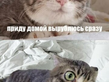 Кошка с выпученными глазами