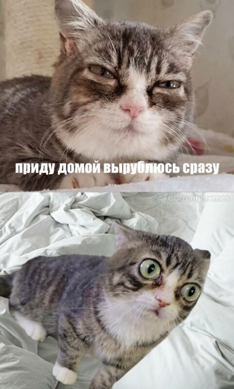 Кошка с выпученными глазами