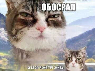Кошка с выпученными глазами
