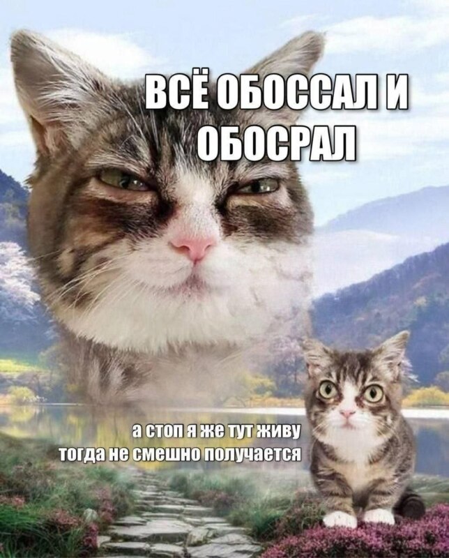Кошка с выпученными глазами