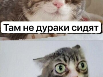 Кошка с выпученными глазами