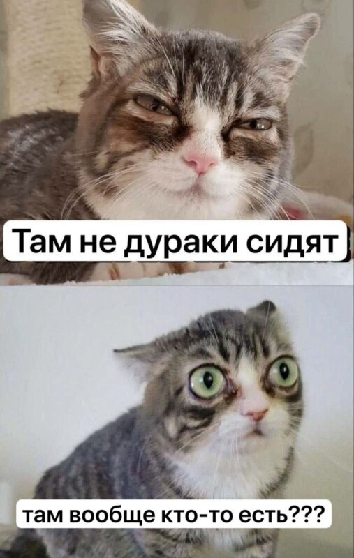 Кошка с выпученными глазами