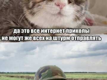 Кошка с выпученными глазами