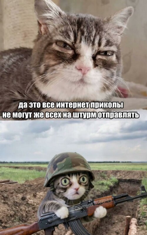 Кошка с выпученными глазами