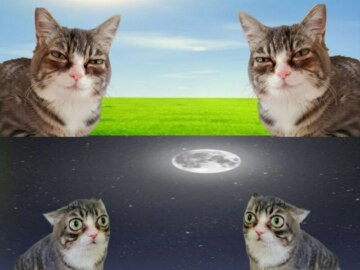 Кошка с выпученными глазами