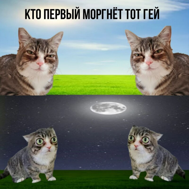 Кошка с выпученными глазами