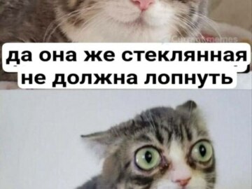 Кошка с выпученными глазами