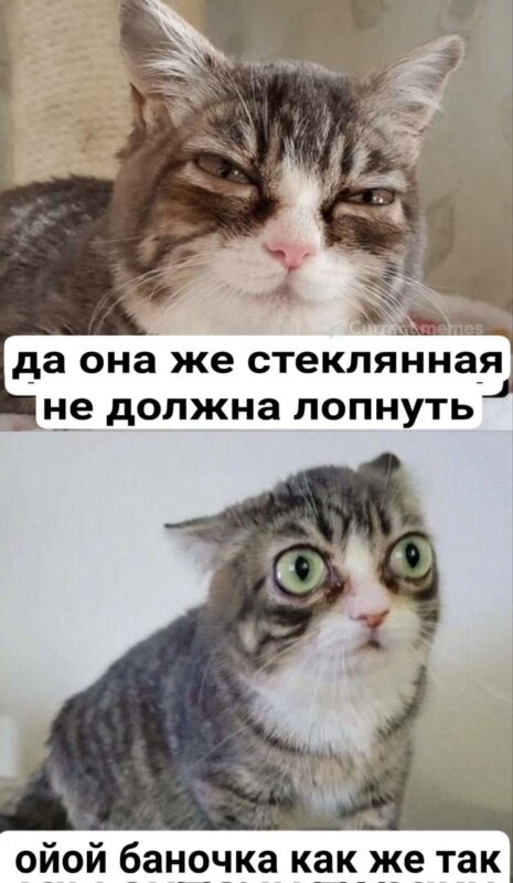 Кошка с выпученными глазами