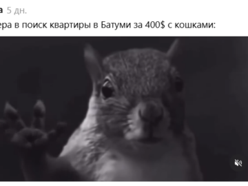 Белка в торнадо
