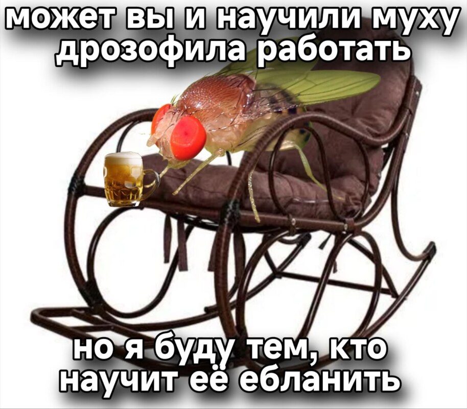 мозг мухи мем