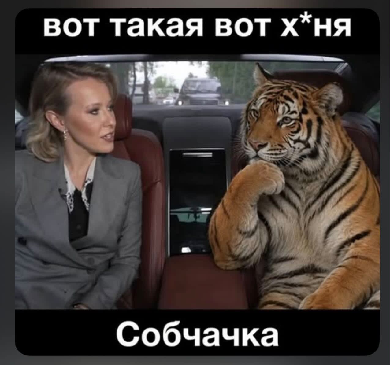 вот такая фигня собачка мем вот такая фигня собачка мем