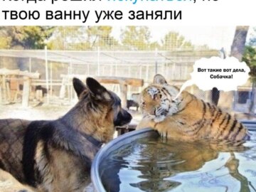 Вот такая вот хуйня, собачка