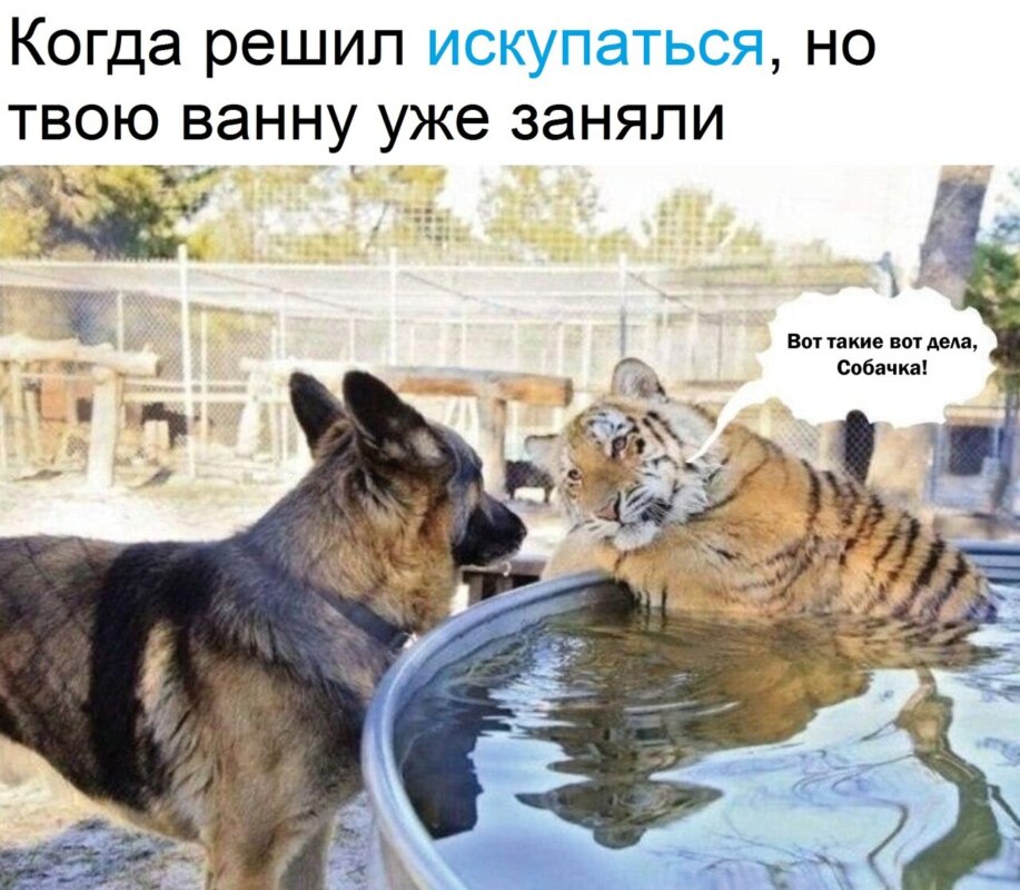 Вот такая вот хуйня, собачка