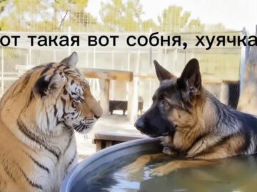 Вот такая вот хуйня, собачка