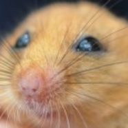 Рисунок профиля (0tter2016)